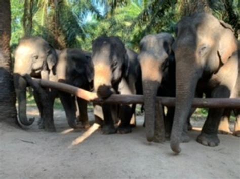 Krabi Elephant House Sanctuary Sai Thai 2021 Ce Quil Faut Savoir