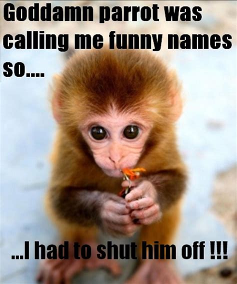 Funny Monkey Pictures With Captions Monkeys Pinterest Funny