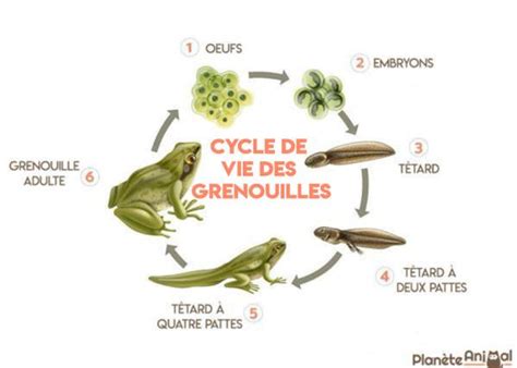 cycle de vie de la grenouille Étapes développement et photos