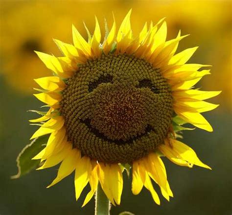 So Happy Sunflower Pictures Happy Flowers Sunflower