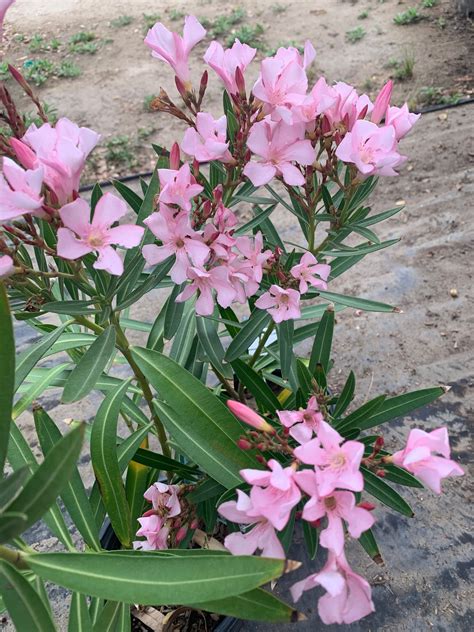 Nerium Oleander Petite Pink 1 Live Plant Ship In 6 Pot