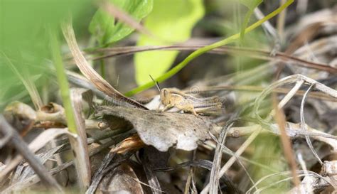 A Migratory Grasshopper Melanoplus Sanguinipes Nymph On The Ground