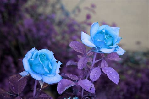 Blue Flowers Wallpapers Backgrounds