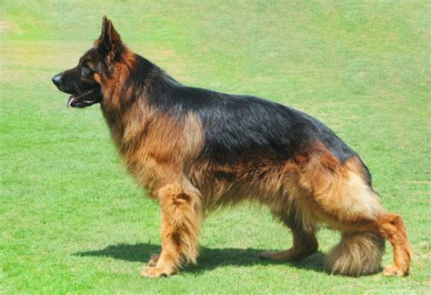 Long Haired German Shepherd Your Complete Guide Dog Academy