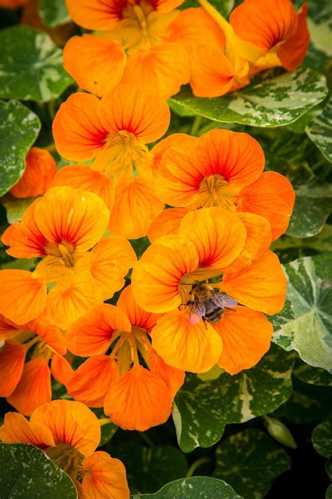 Best 6 Flowers You Should Grow In Your Vegetable Garden Gardening Sun