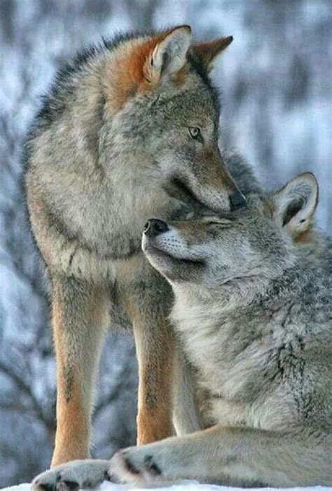Hug Wolves Tumblr