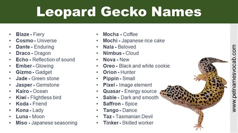 Leopard Gecko Names Unique And Creative Pet Names Vocab