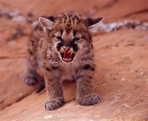 Baby Animal Of The Day 5410 Cougar