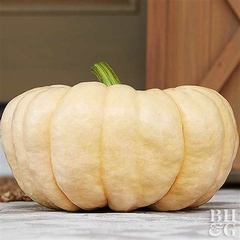 10 Best Pumpkin Varieties For Your Fall Decor And Baking Needs