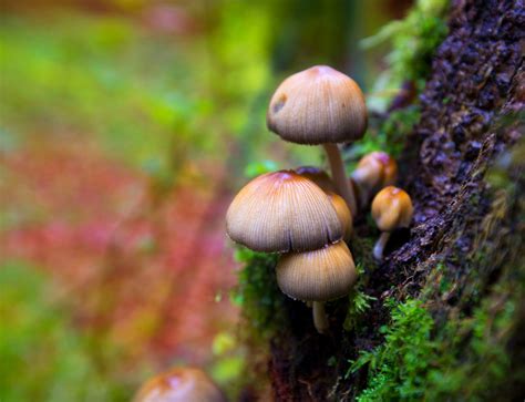 Heres How Magic Mushrooms Became Hallucinogenic Bt