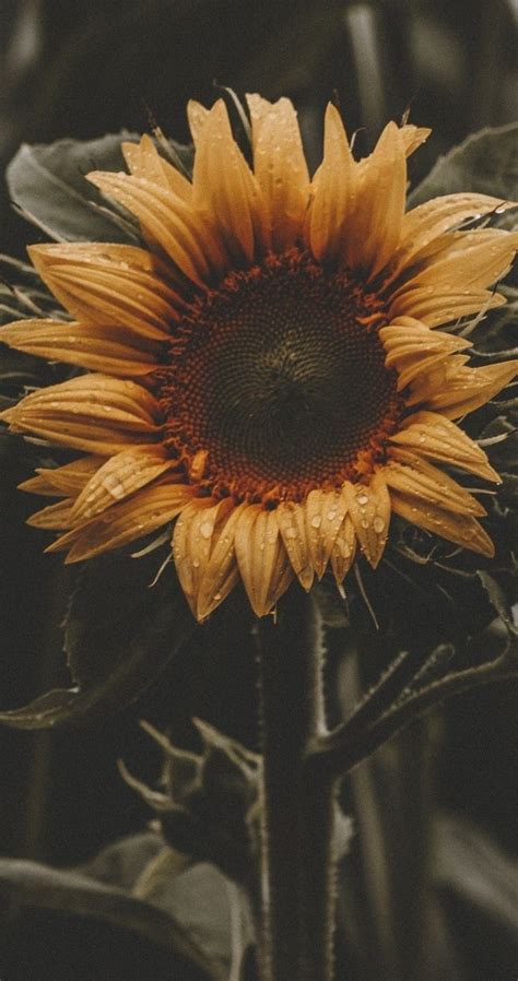 √ Sunflowers And Roses Wallpaper