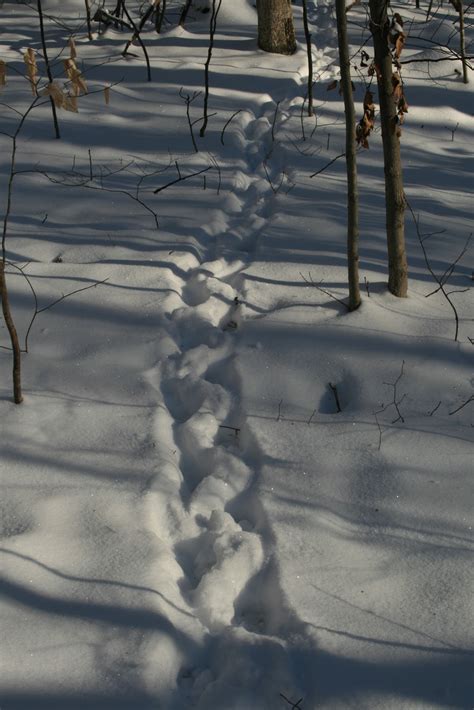 Spicebush Log Patterns In Snow