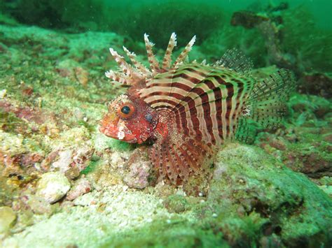 Free Images Sea Nature Ocean Animal Diving Wildlife Underwater