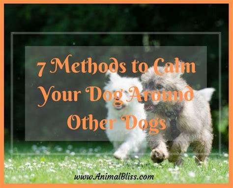 7 Methods To Calm Your Dog Around Other Dogs