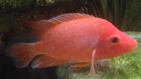Red Devil Cichlid Amphilophus Labiatus Tropical Fish Keeping