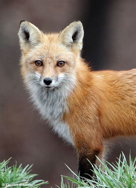 Red Fox By Danny Brown 500px Fox Red Fox Animals