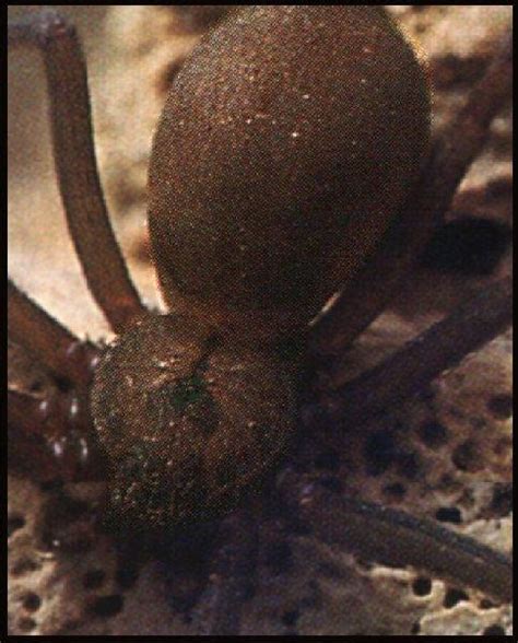 Brown Recluse Spider Loxosceles Reclusa 갈색은둔거미바이올린거미 Image Only