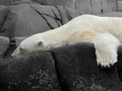 Seaworld Polar Bear Has Died Of A Broken Heart