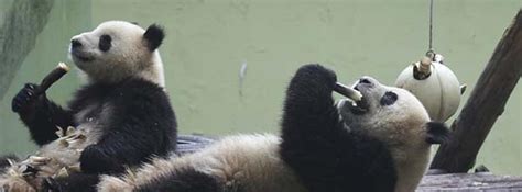Giant Panda No Longer Endangered According To Iucn Report Earth