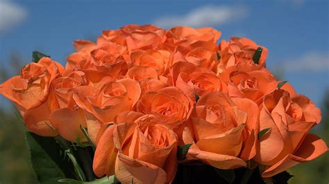 1920x1080px 1080p Free Download Peach Colored Roses Graphy Orange