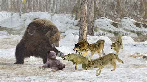 A Pack Of Wolves Attack A Bear Brutally 1001 Animal Youtube