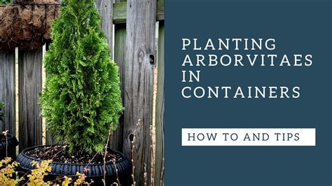 Arborvitaes How To Plant In Containers Youtube