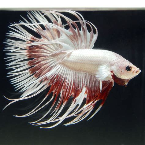 Live Betta Fish Male Milky Red Dragon Butterfly Crowntail Ebay