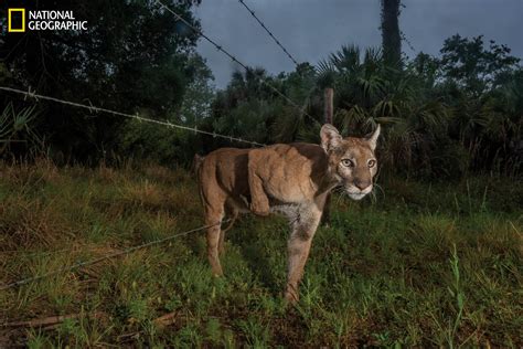 Story Of Florida Panthers Progress Peril Featured In National