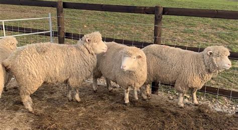 4 Poll Dorset Ewes Sheep For Sale In Macclesfield Cheshire Preloved
