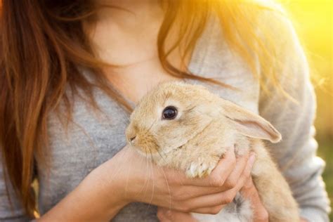 Keeping Your Rabbit Close To Your Heart How To Hold Your Rabbit