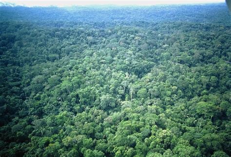 Aerial View Of Amazonian Rainforest Ecuador Photograph By Dr Morley