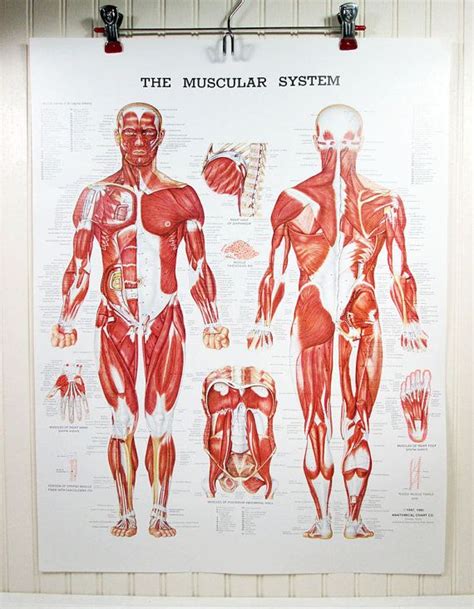 Vintage Human Anatomy Poster Muscular System 20 X 26 Muscles Color