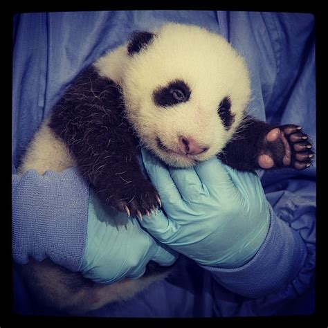 Panda Recién Nacido Es Revisado Por Los Médicos Del Zoológico De San