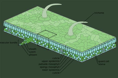 Types of tissue in plants. Plant Tissue Systems