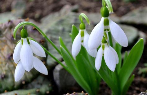 The 30 Best Winter Plants From Winter Flowers To Bedding Plants Copy