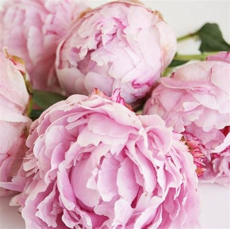 4.8/5 ratings in app store. Blushy Light Pink Peonies | DIY Wedding Flowers | Flower Moxie