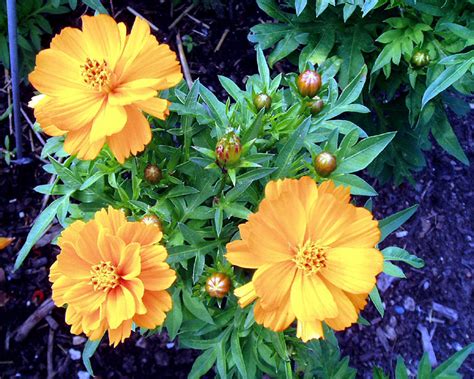 How To Grow Grow Cosmos Flower Growing Annual Plants Cosmos Cosmos