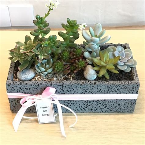 Who doesn't love a gift that looks good, does good and. Buying Plant Gifts for People in Seoul South Korea ...