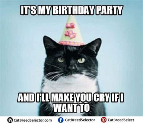 35 Cat Birthday Memes That Are Way Too Adorable