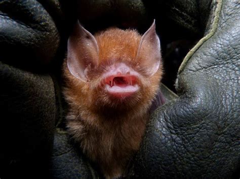 Trinidadian Funnel Eared Bat Bat Species Animals Mammals