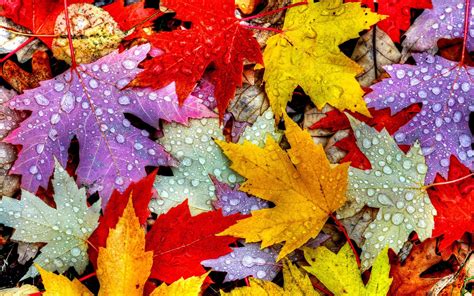 Leaves Autumn Water Drops Yellow Red Purple Wallpaper