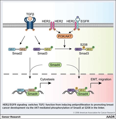 HER2 EGFRAKT Signaling Switches TGFβ from Inhibiting Cell