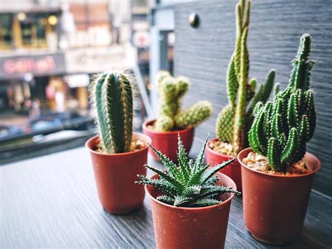 If your cactus starts to look yellowed or like it is. How To Look After A Cactus Plant | Love The Garden