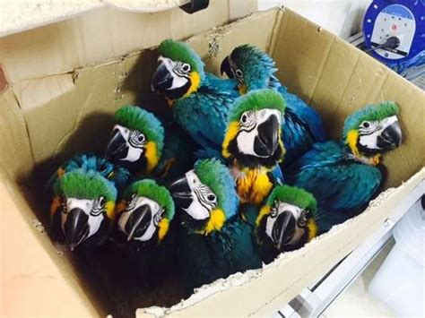 Maybe you would like to learn more about one of these? Baby Blue and gold Macaw Parrot FOR SALE ADOPTION from ...