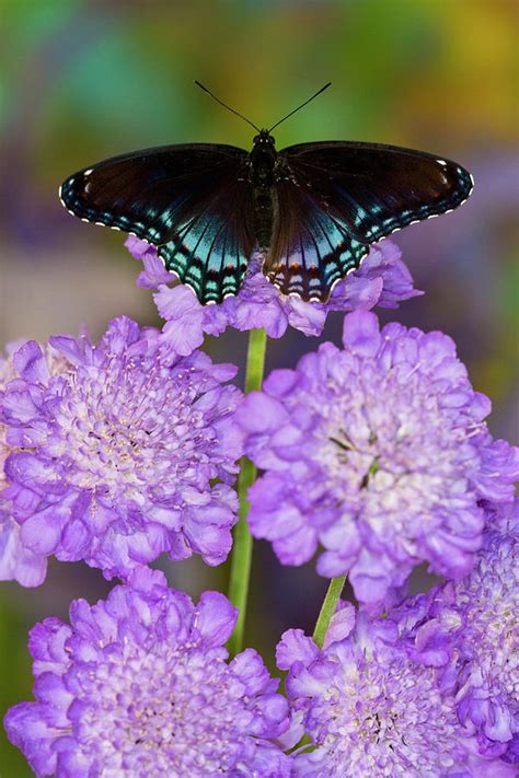 Red Spotted Purple Butterfly Limenitis Photograph By Darrell Gulin
