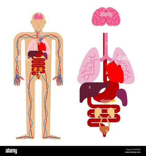 Anatomía Humana Los órganos Internos Los Sistemas Y órganos Del Cuerpo