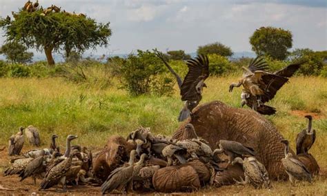 Unnatural Vulture Deaths In Africa Rise At Alarming Rate