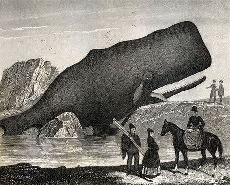 Antique Steel Engraving Of Whales And Dolphins Bowhead Whale Fine Art