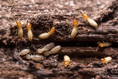 Termite Identification Anderson Pest Solutions Illinois And Indiana