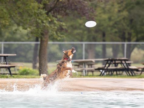 Stratford Area Humane Society Sets Date For Annual Pool Party Fundraiser The Stratford Beacon